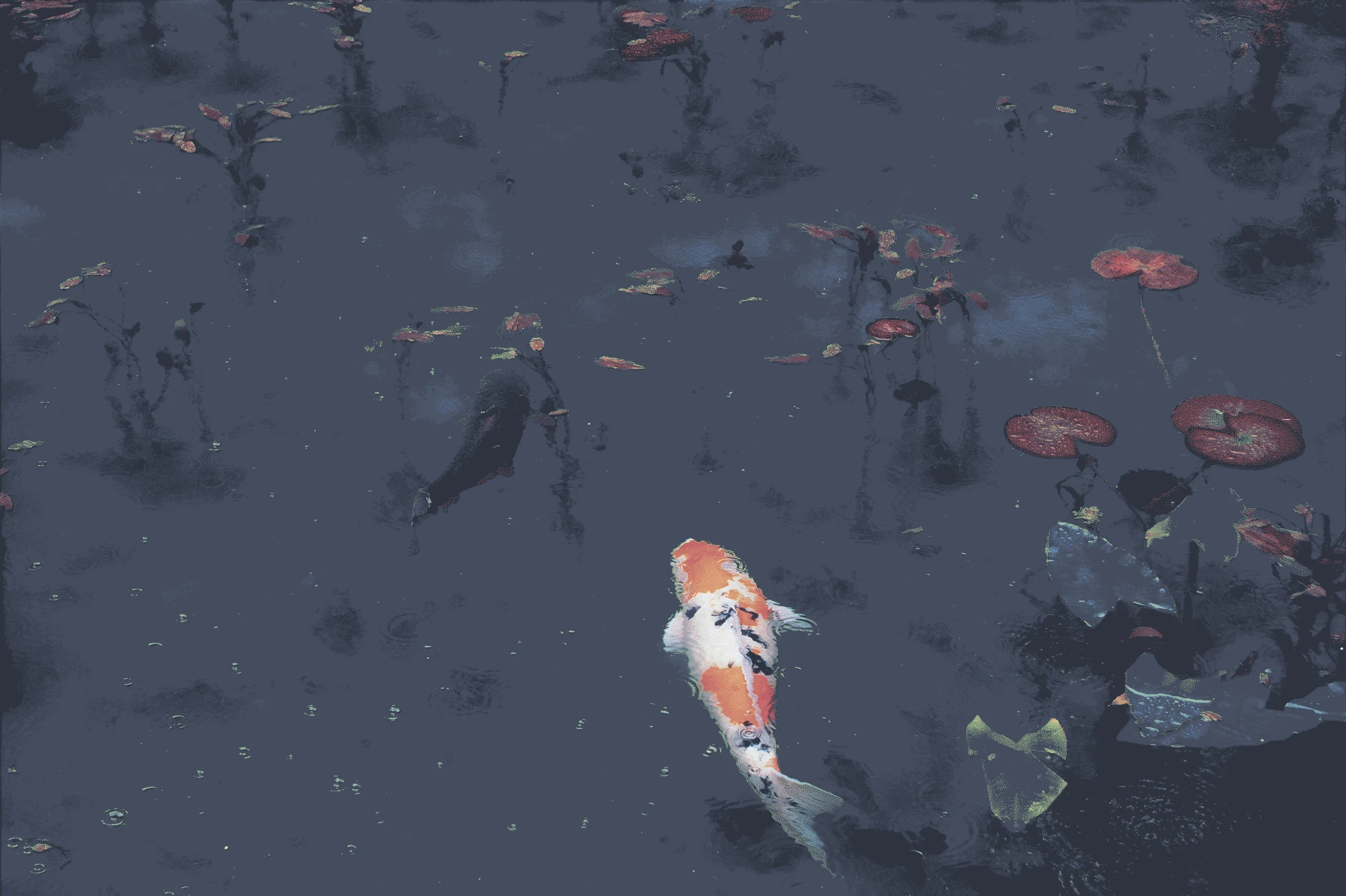 Koi swimming in a dark pond among lily pads
